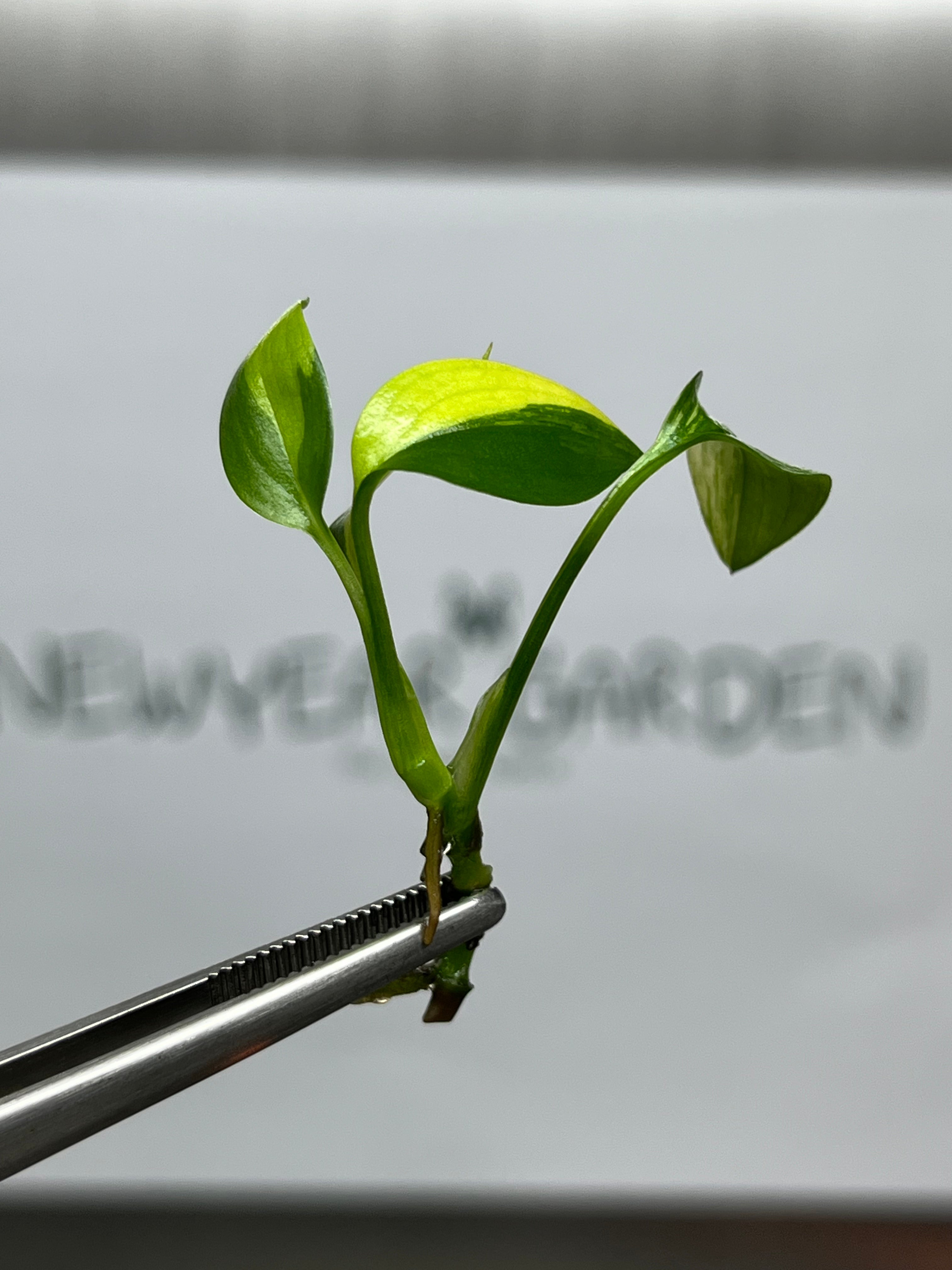 Epipremnum Amplissimum variegated (1 plantlet/bag) Tissue culture
