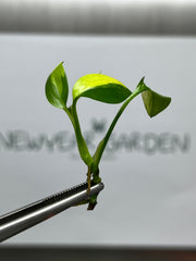 Epipremnum Amplissimum variegated (1 plantlet/bag) Tissue culture