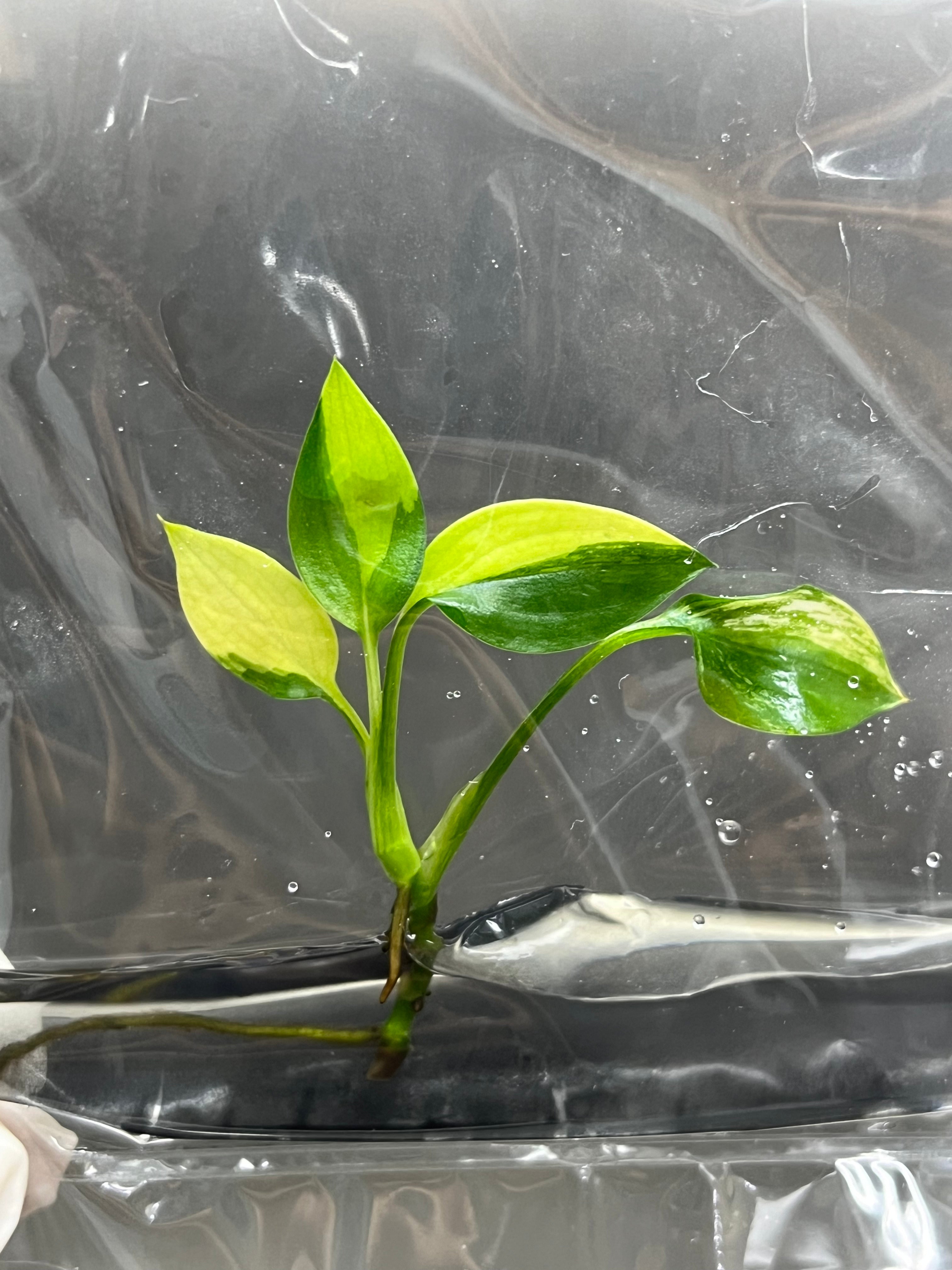 Epipremnum Amplissimum variegated (1 plantlet/bag) Tissue culture