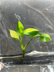 Epipremnum Amplissimum variegated (1 plantlet/bag) Tissue culture