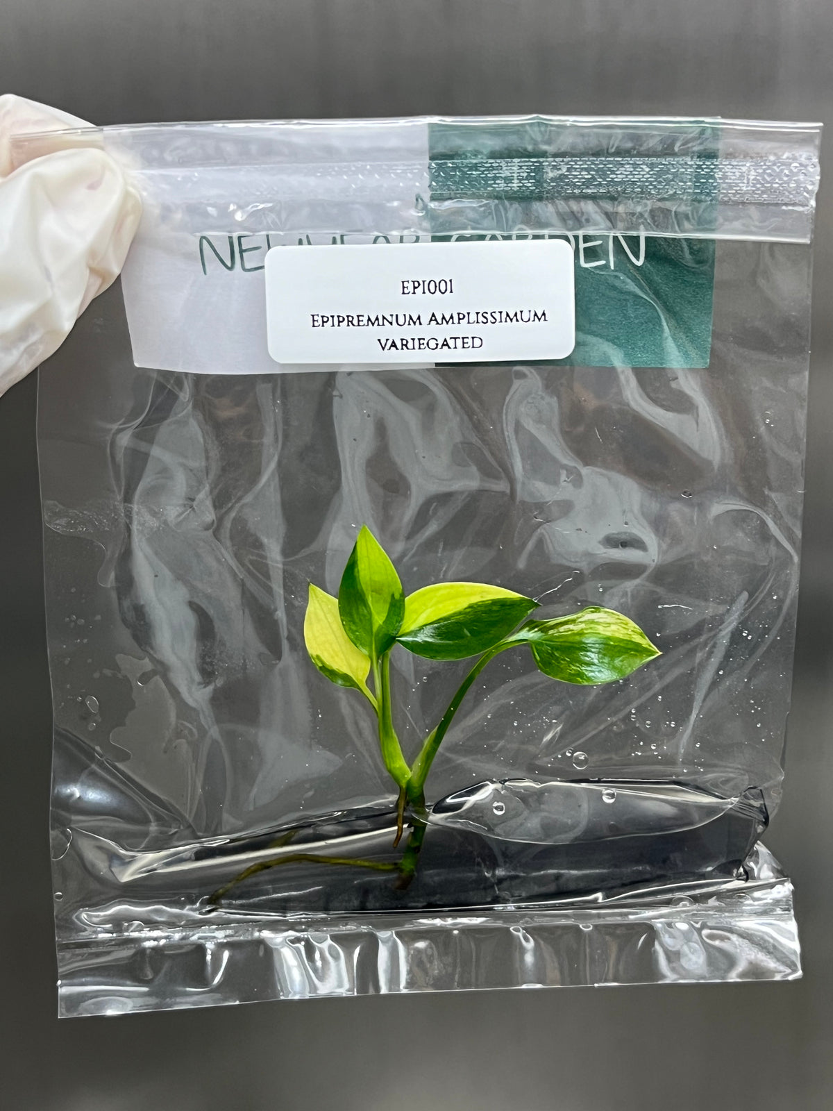 Epipremnum Amplissimum variegated (1 plantlet/bag) Tissue culture