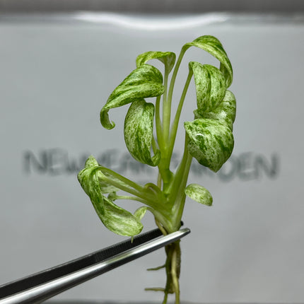 Special Set Epipremnum Giganteum Marble Variegated  (3 bags/set)