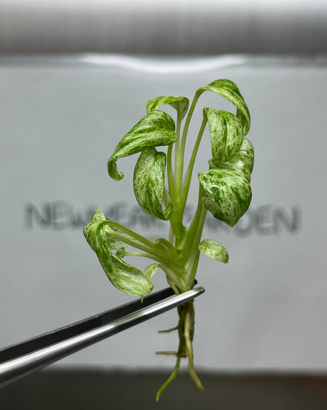 Special Set Epipremnum Giganteum Marble Variegated  (3 bags/set)