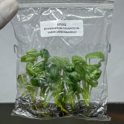 Special Set Epipremnum Giganteum Marble Variegated  (3 bags/set)