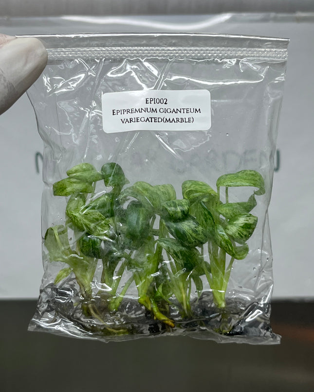 Special Set Epipremnum Giganteum Marble Variegated  (3 bags/set)