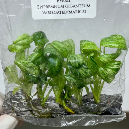 Special Set Epipremnum Giganteum Marble Variegated  (3 bags/set)