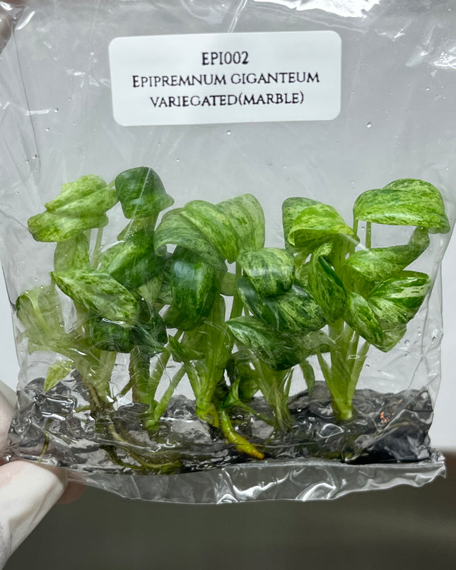 Special Set Epipremnum Giganteum Marble Variegated  (3 bags/set)