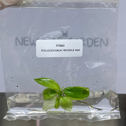 Wholesale Philodendron Whipple Way Tissue Culture (10 Bags)