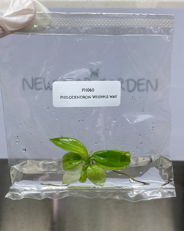 Wholesale Philodendron Whipple Way Tissue Culture (10 Bags)