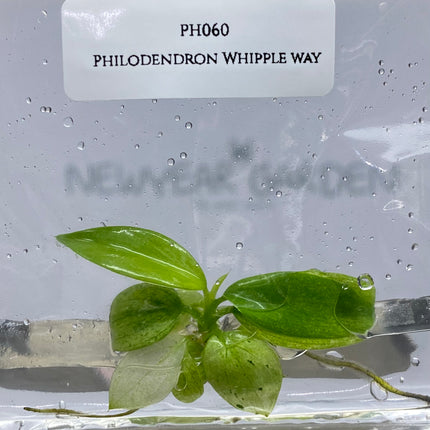 Wholesale Philodendron Whipple Way Tissue Culture (10 Bags)