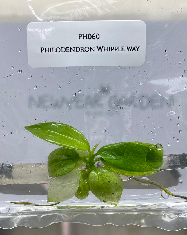 Wholesale Philodendron Whipple Way Tissue Culture (10 Bags)