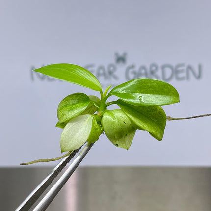 Wholesale Philodendron Whipple Way Tissue Culture (10 Bags)