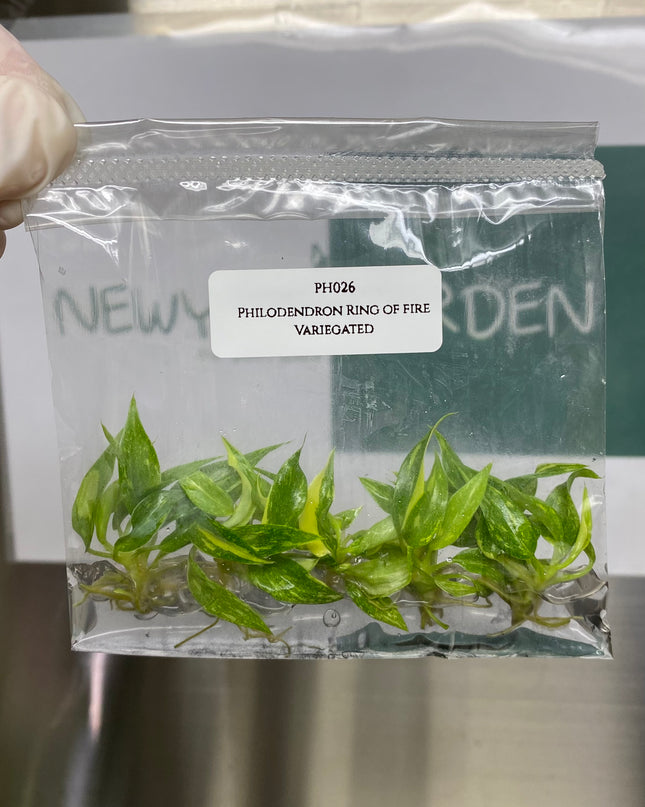 Wholesale Philodendron Ring of Fire Variegated Tissue Culture (10 Bags)