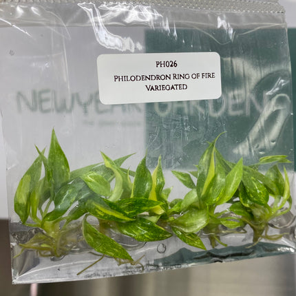 Wholesale Philodendron Ring of Fire Variegated Tissue Culture (10 Bags)