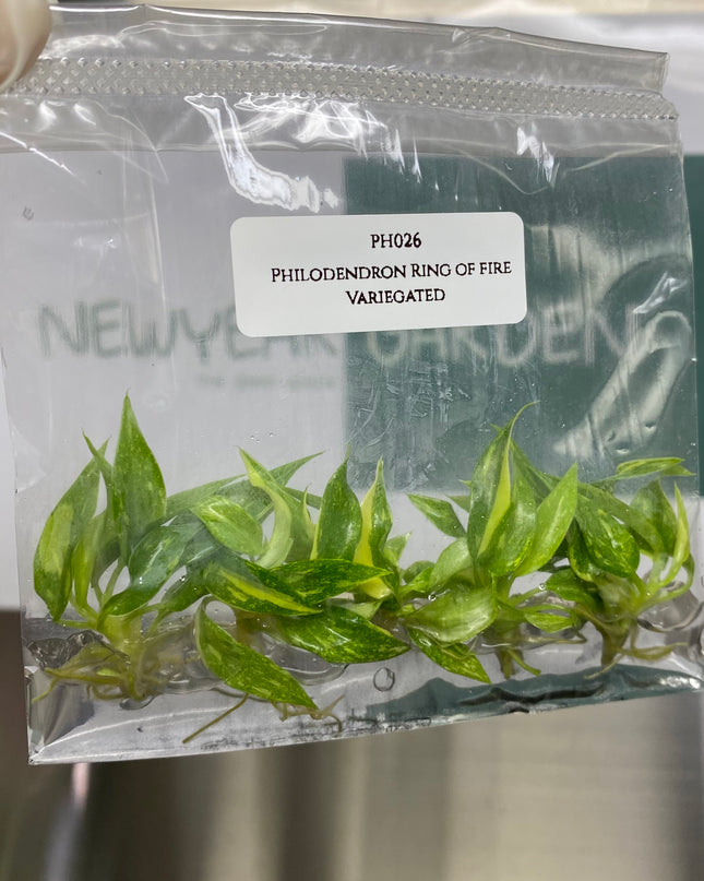 Wholesale Philodendron Ring of Fire Variegated Tissue Culture (10 Bags)