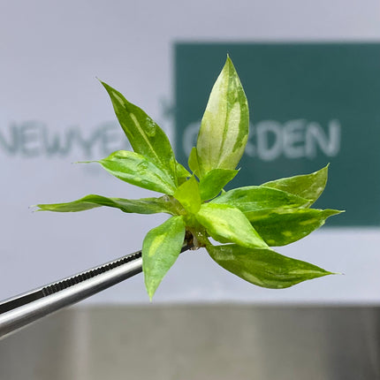 Philodendron Gloriosum Variegated Tissue Culture (1 plant/bag)