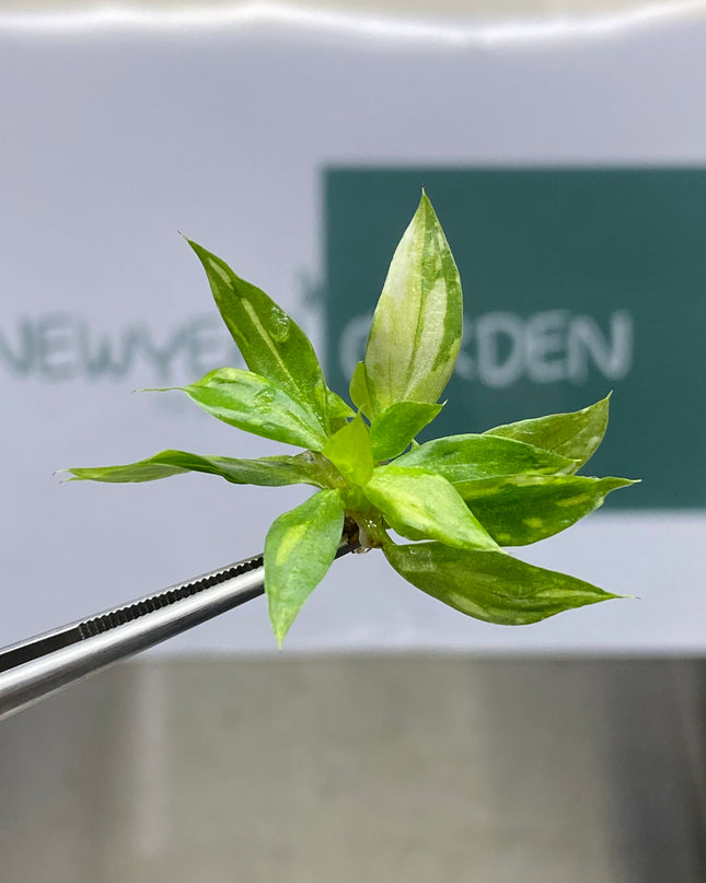 Philodendron Gloriosum Variegated Tissue Culture (1 plant/bag)