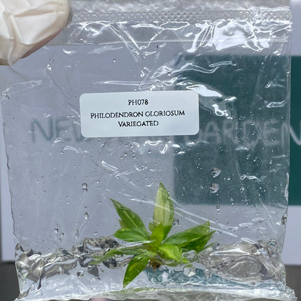 Philodendron Gloriosum Variegated Tissue Culture (1 plant/bag)