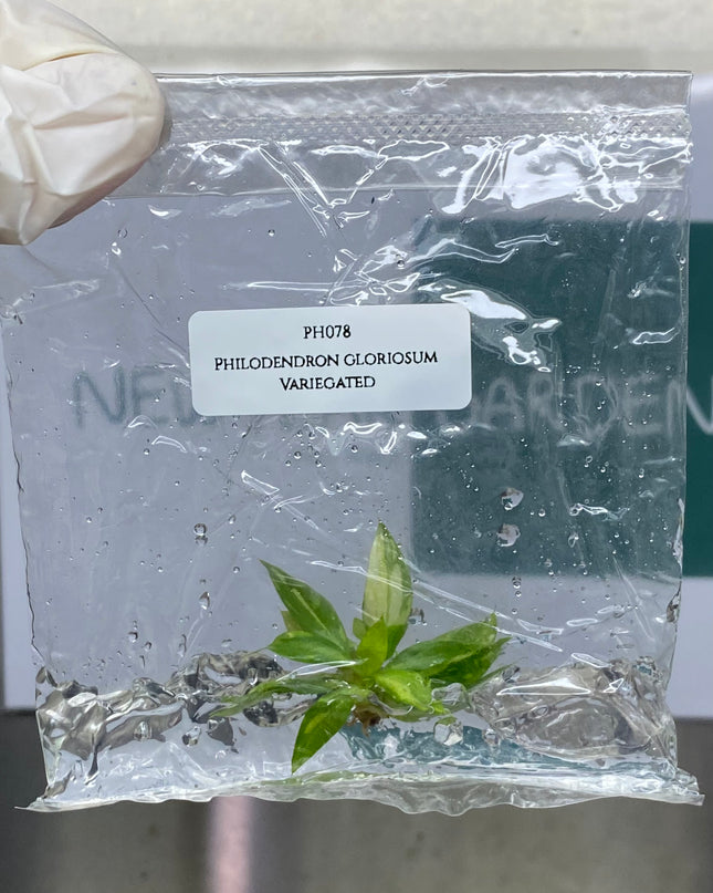 Philodendron Gloriosum Variegated Tissue Culture (1 plant/bag)
