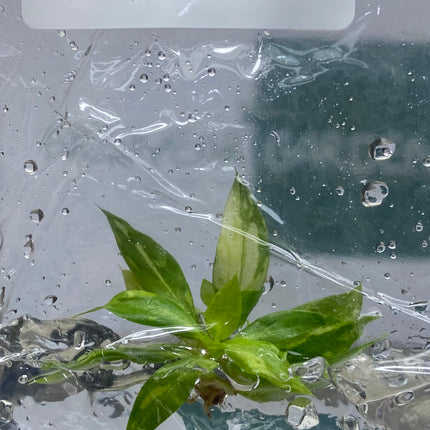 Philodendron Gloriosum Variegated Tissue Culture (1 plant/bag)