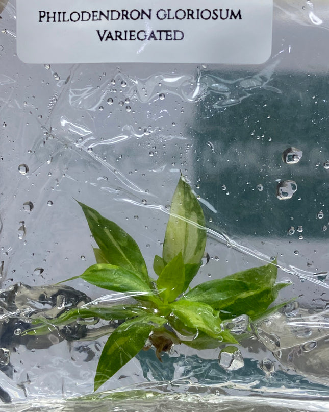 Philodendron Gloriosum Variegated Tissue Culture (1 plant/bag)