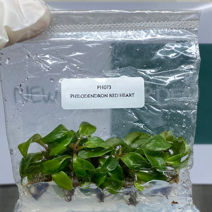 Wholesale Philodendron Red Heart Tissue Culture (10 Bags)