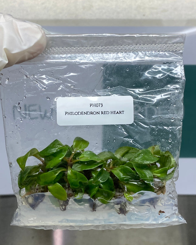 Wholesale Philodendron Red Heart Tissue Culture (10 Bags)