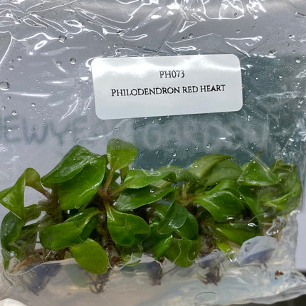 Wholesale Philodendron Red Heart Tissue Culture (10 Bags)