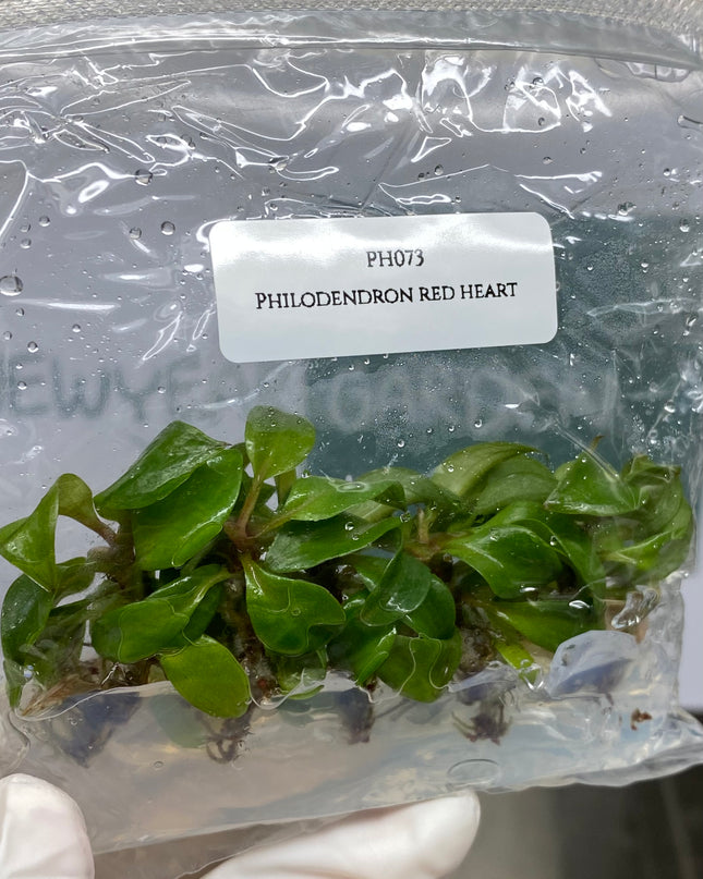 Wholesale Philodendron Red Heart Tissue Culture (10 Bags)