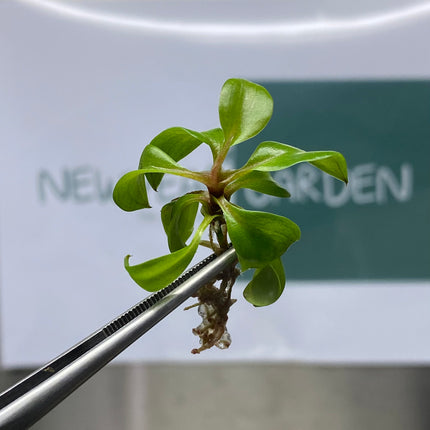Wholesale Philodendron Red Heart Tissue Culture (10 Bags)