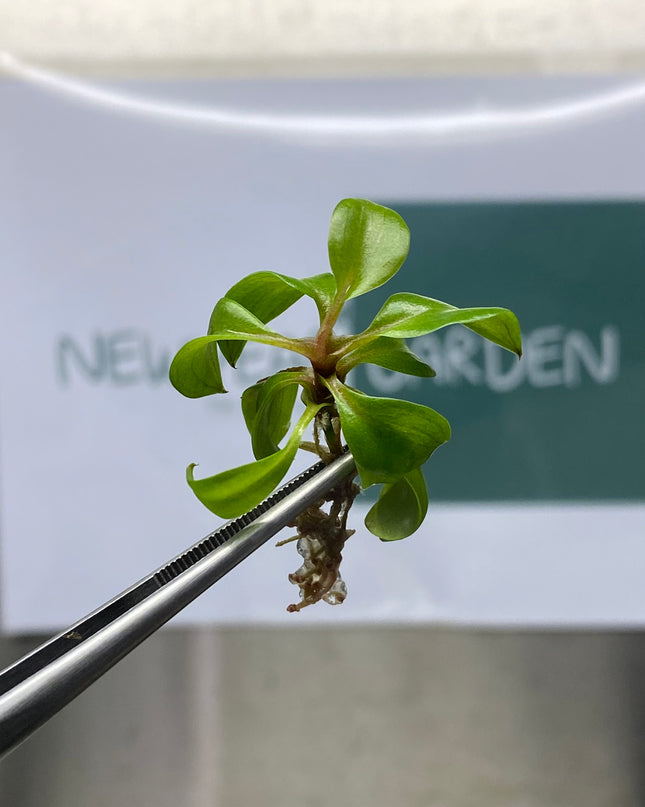 Wholesale Philodendron Red Heart Tissue Culture (10 Bags)