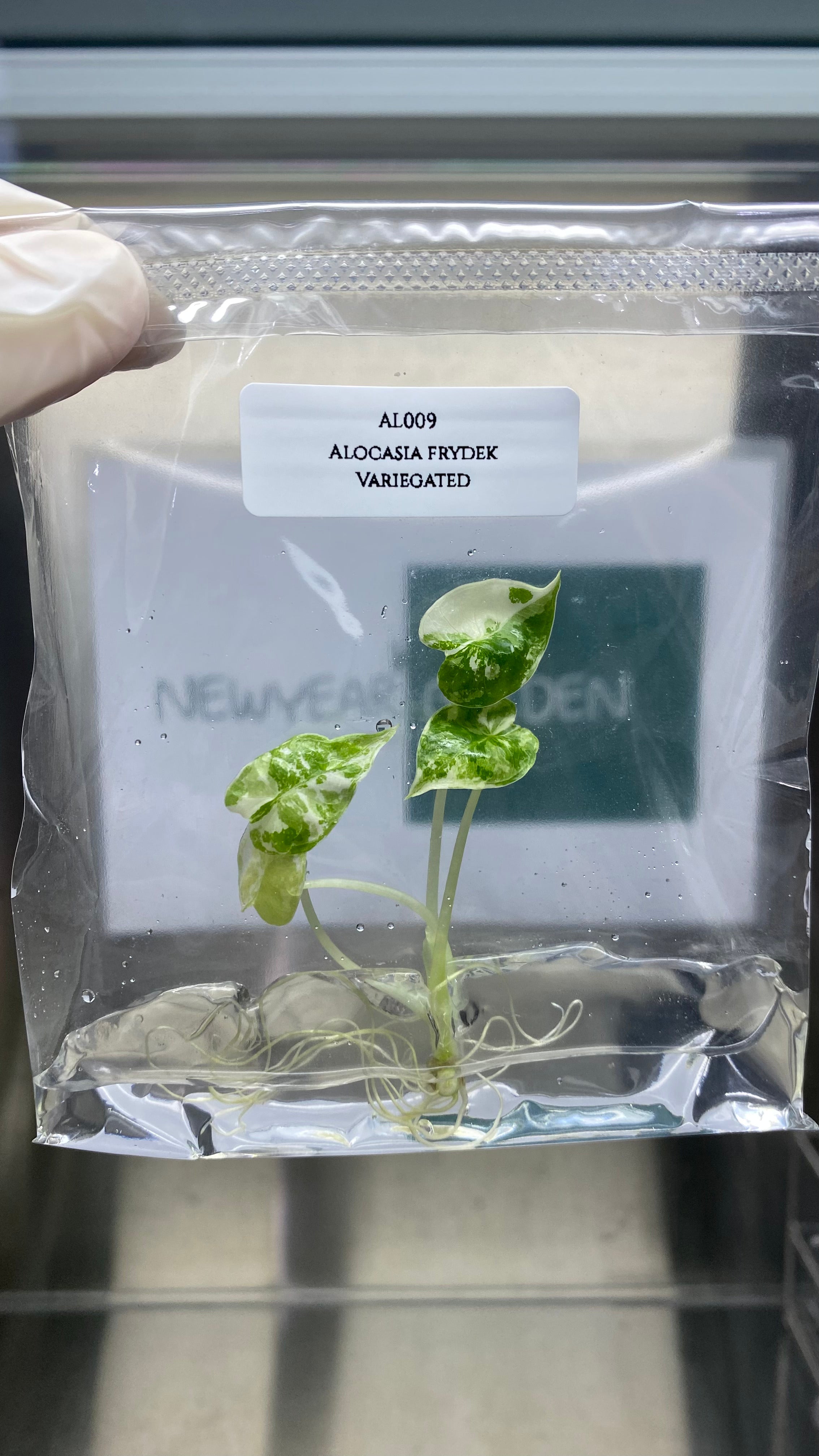 Alocasia frydex Variegated (1 plantlet/bag) Tissue culture
