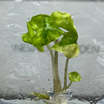 Alocasia Jacklyn Mystic Variegated Tissue Culture (1 item/bag)