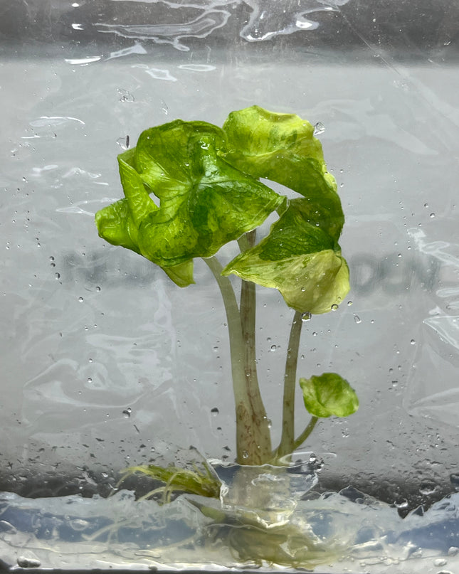 Alocasia Jacklyn Mystic Variegated Tissue Culture (1 item/bag)