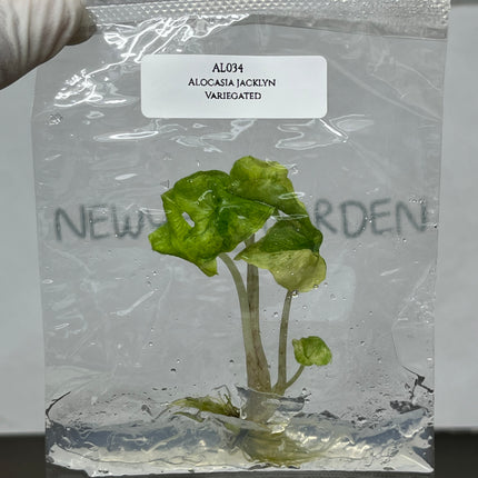 Alocasia Jacklyn Mystic Variegated Tissue Culture (1 item/bag)