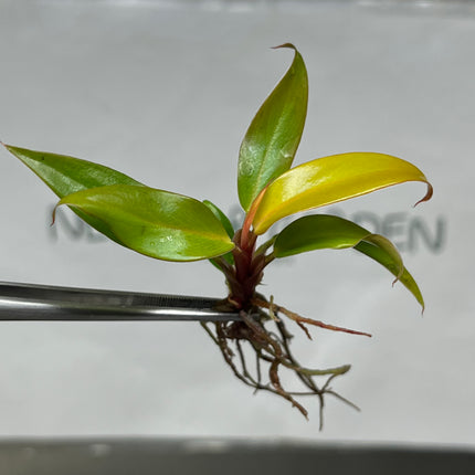 Philodendron Princess of Orange Tissue Culture (1 plant/bag)