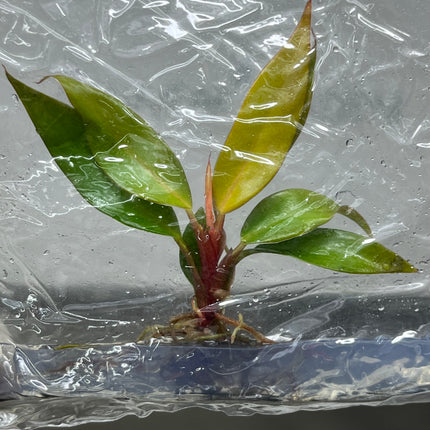 Philodendron Princess of Orange Tissue Culture (1 plant/bag)