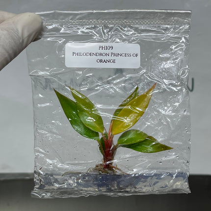 Philodendron Princess of Orange Tissue Culture (1 plant/bag)