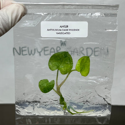 Special Set of 10 Bags of Anthurium Tissue Culture
