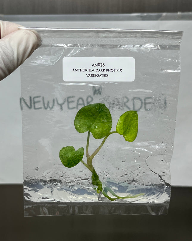 Special Set of 10 Bags of Anthurium Tissue Culture