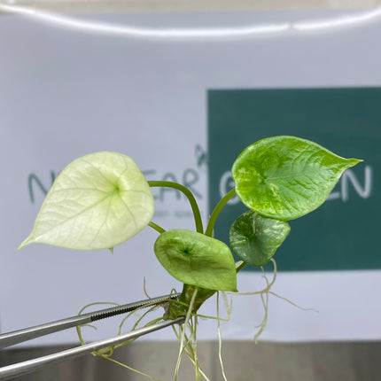 Alocasia Sinuata Albo Variegated Tissue Culture (1 item/bag)