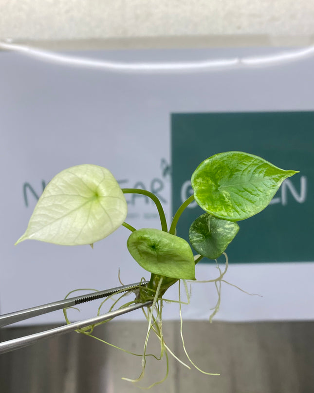 Alocasia Sinuata Albo Variegated Tissue Culture (1 item/bag) (1-2 leaves)
