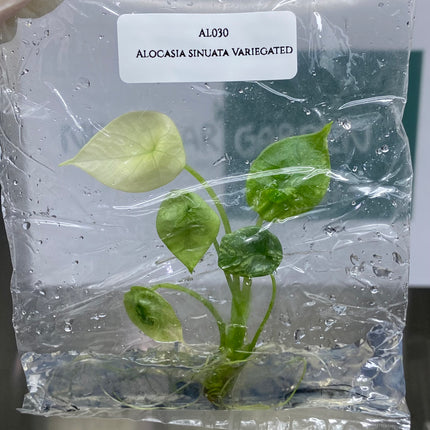 Alocasia Sinuata Albo Variegated Tissue Culture (1 item/bag)
