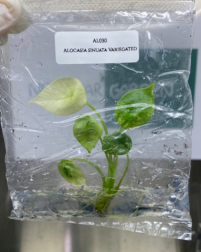 Alocasia Sinuata Albo Variegated Tissue Culture (1 item/bag) (1-2 leaves)