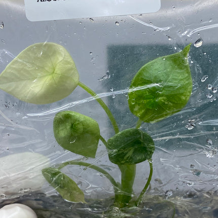 Alocasia Sinuata Albo Variegated Tissue Culture (1 item/bag)