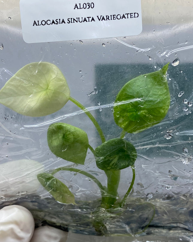 Alocasia Sinuata Albo Variegated Tissue Culture (1 item/bag) (1-2 leaves)