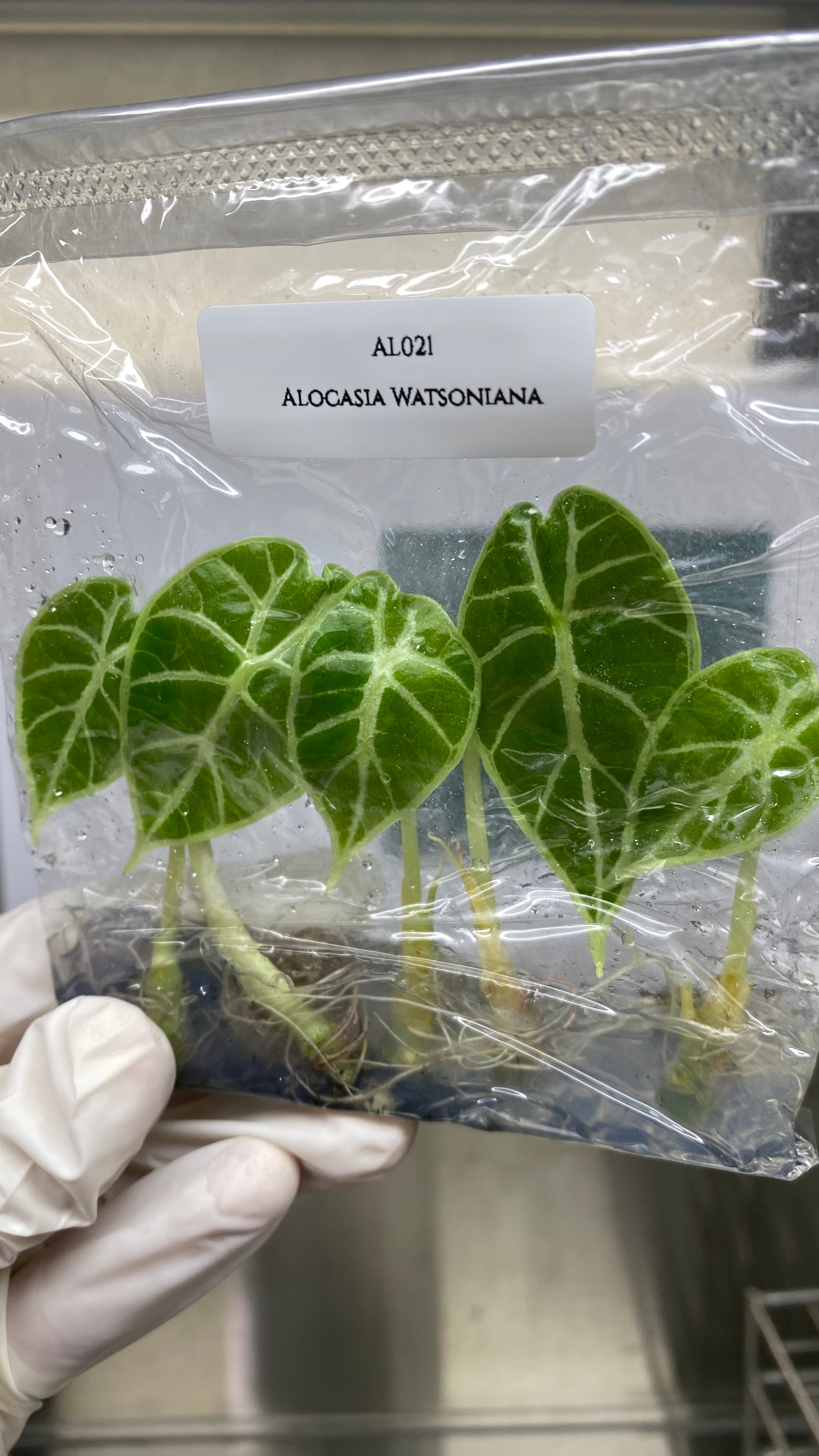 Alocasia Watsoniana (5 plants/bag)