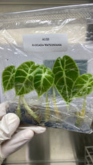 Alocasia Watsoniana (5 plants/bag)
