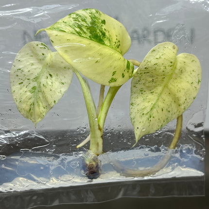 Wholesale Monstera White Monster Variegated Tissue Culture (10 Bags)