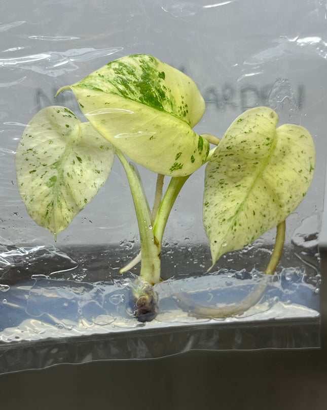 Wholesale Monstera White Monster Variegated Tissue Culture (10 Bags)